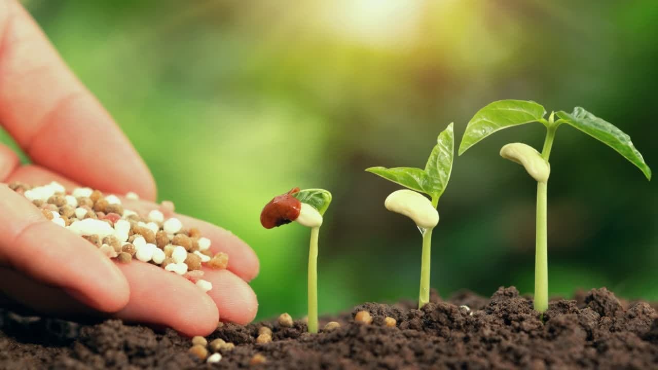 بهبود تغذیه گیاهی، گام موثر افزایش کمی و کیفی انواع محصولات کشاورزی