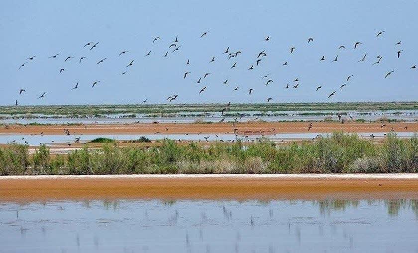 مدیرکل محیط زیست قم: برای ارتقای سطح حفاظتی تالاب مره کوتاه نمی‌آییم